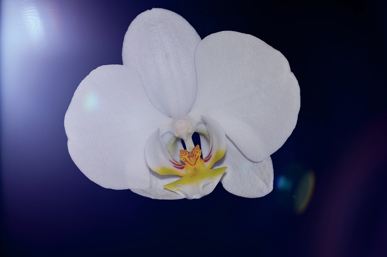 Orchidėja, Augalas, Gėlė, Žiedas, Žydėti, Balta, Gražus, Lichtspiel, Uždaryti, Nemokamos Nuotraukos