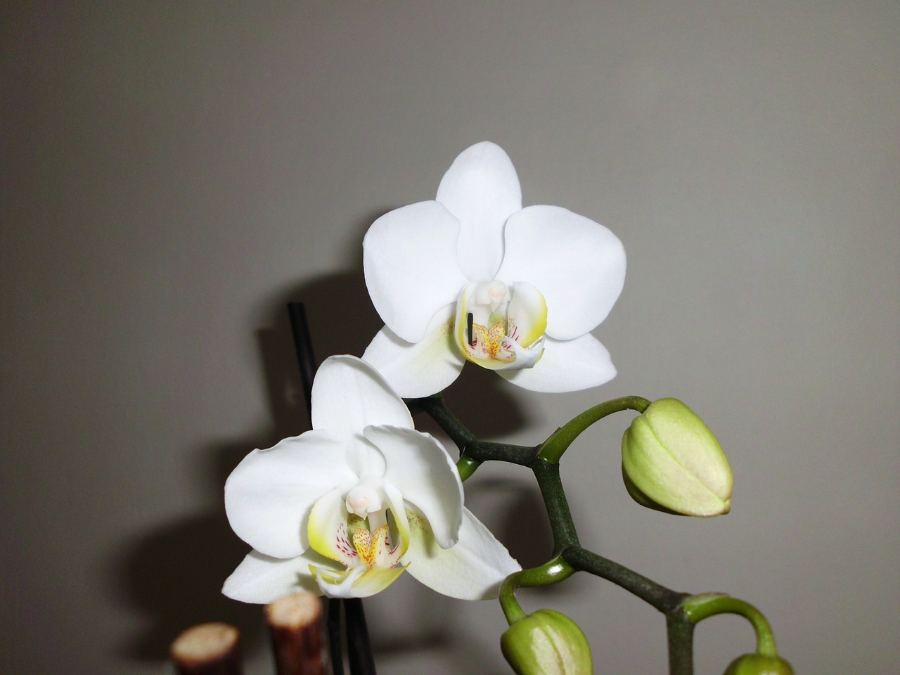 Orchidėja, Balta, Gėlė, Nemokamos Nuotraukos,  Nemokama Licenzija