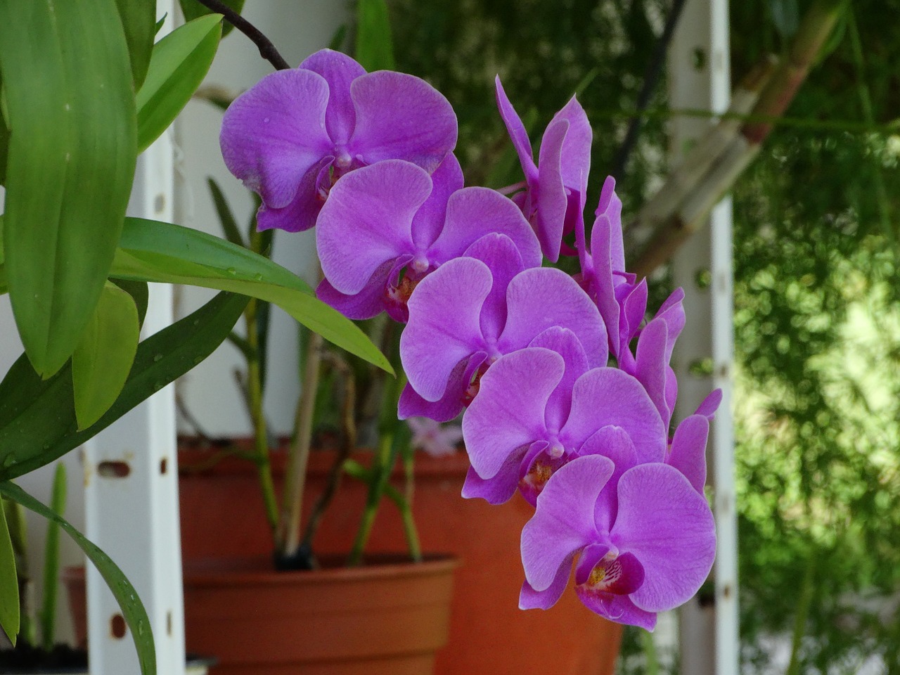 Orchidėja, Gėlės, Cayenne, Nemokamos Nuotraukos,  Nemokama Licenzija