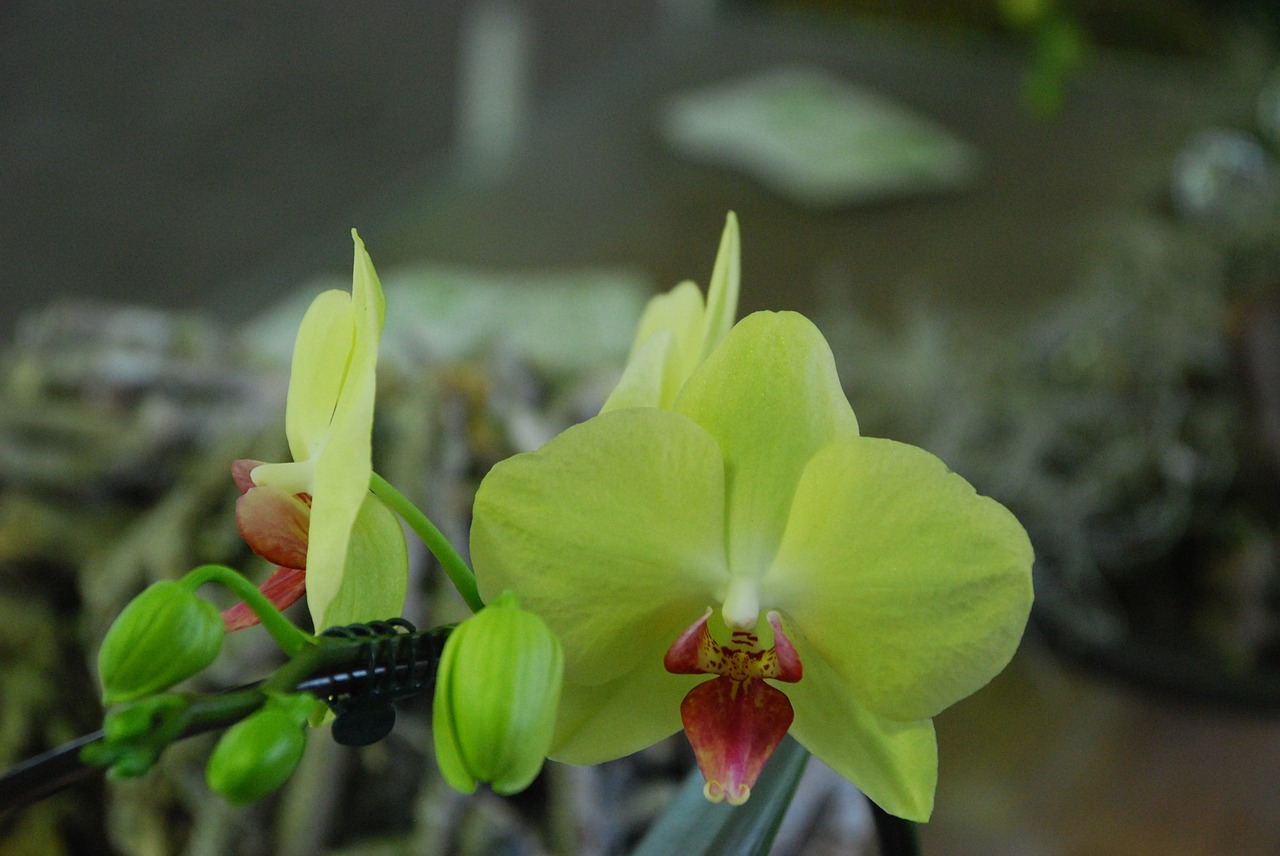 Orchidėja, Geltona, Gėlė, Augalas, Žiedas, Žydėti, Gamta, Uždaryti, Kambarinis Augalas, Budas