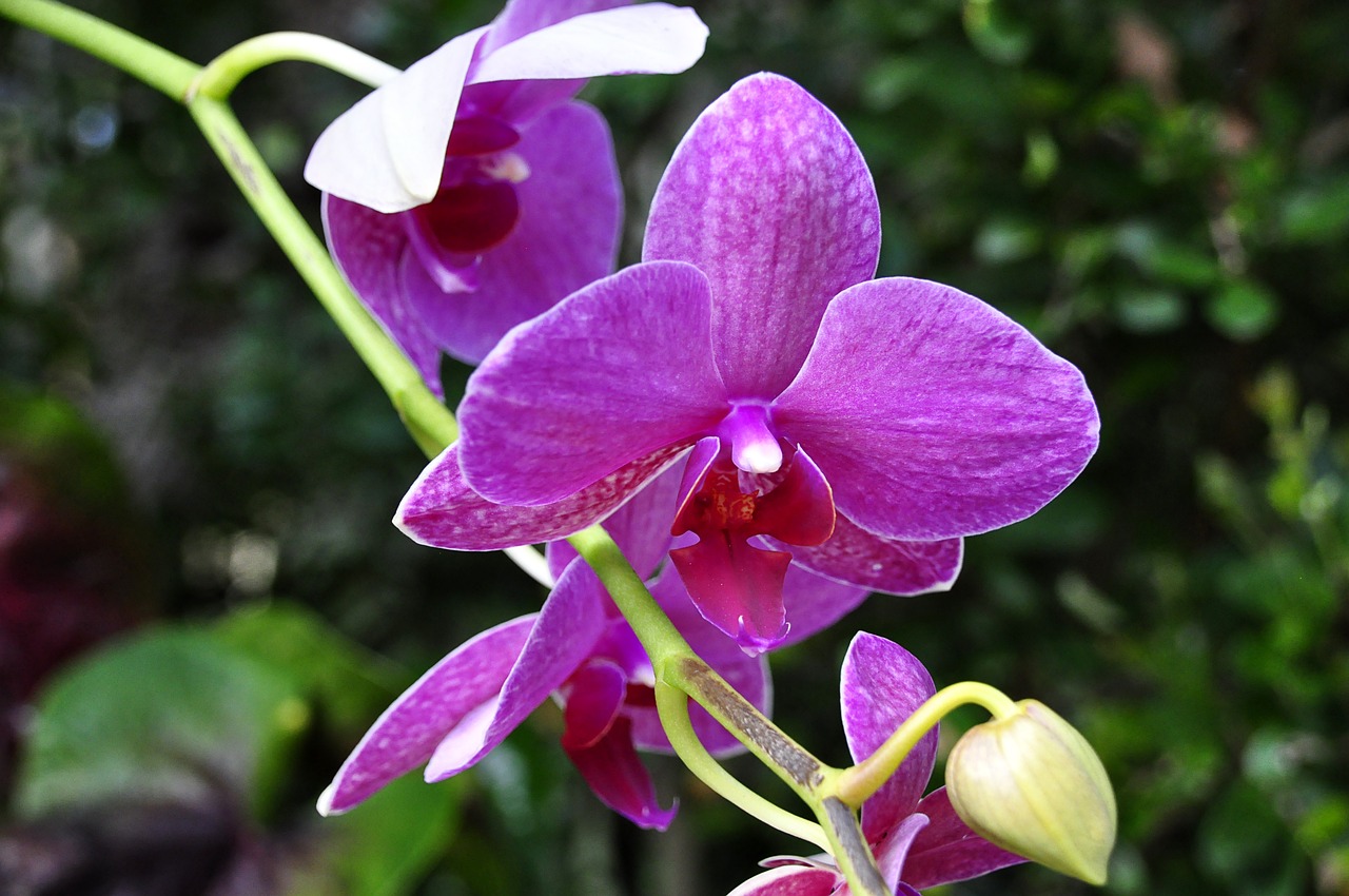 Orchidėja, Gėlės, Violetinė, Augalas, Violetinė, Spalva, Grožis, Uždaryti, Atogrąžų, Egzotiškas