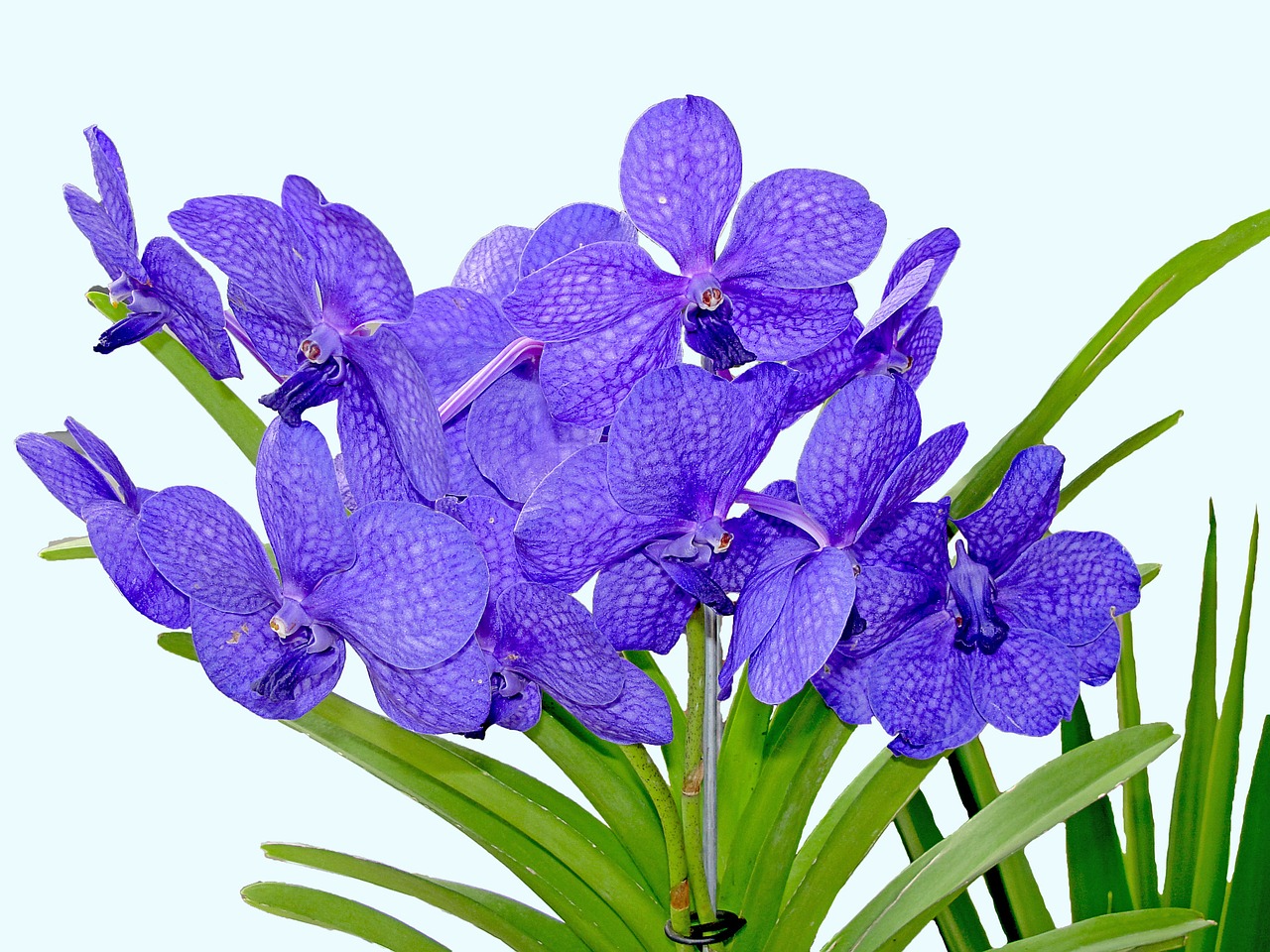 Orchidėja,  Augalas,  Gėlė,  Fuksija, Nemokamos Nuotraukos,  Nemokama Licenzija