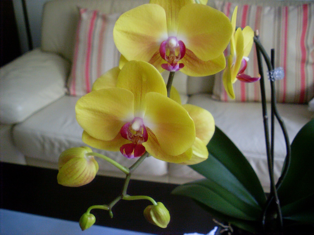 Orchidėja,  Gėlė,  Žiedas,  Žydėti,  Augalas,  Geltona, Nemokamos Nuotraukos,  Nemokama Licenzija