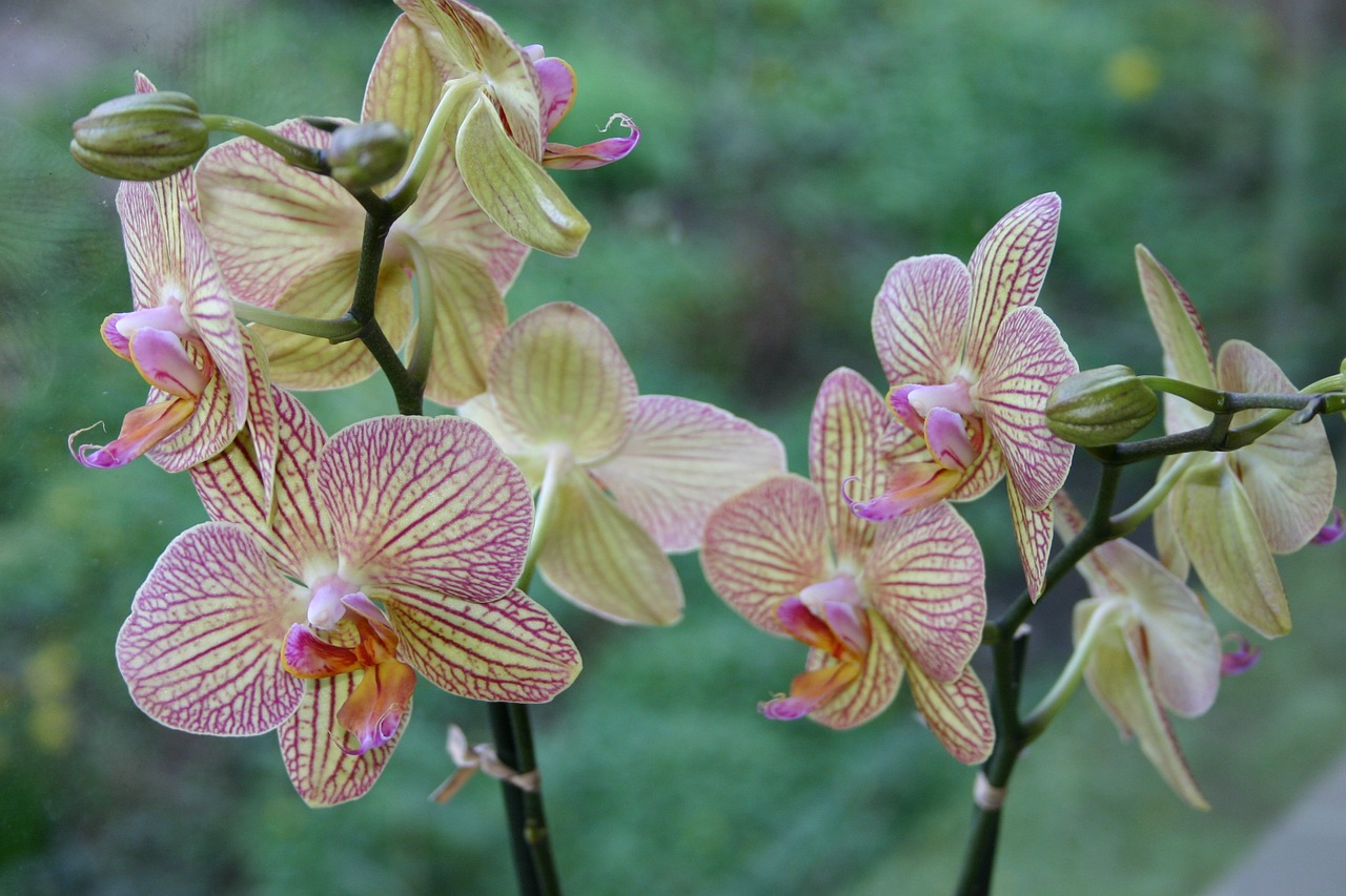 Orchidėja,  Gėlė,  Rožinis,  Gėlės,  Orchidėjos,  Žydėti,  Spalvos,  Grožis, Nemokamos Nuotraukos,  Nemokama Licenzija