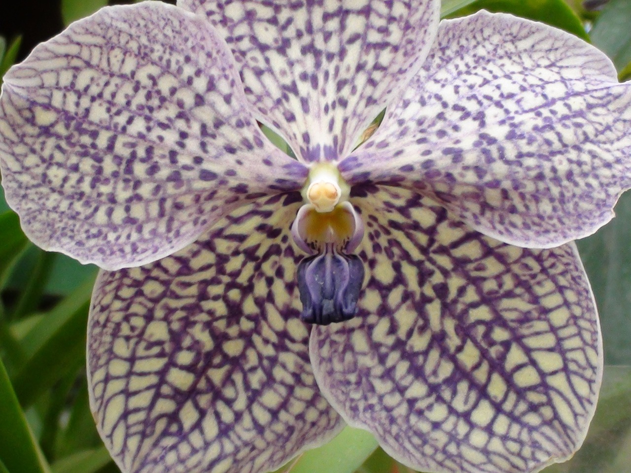 Orchidėja,  Gėlė,  Augalas,  Violetinė, Nemokamos Nuotraukos,  Nemokama Licenzija