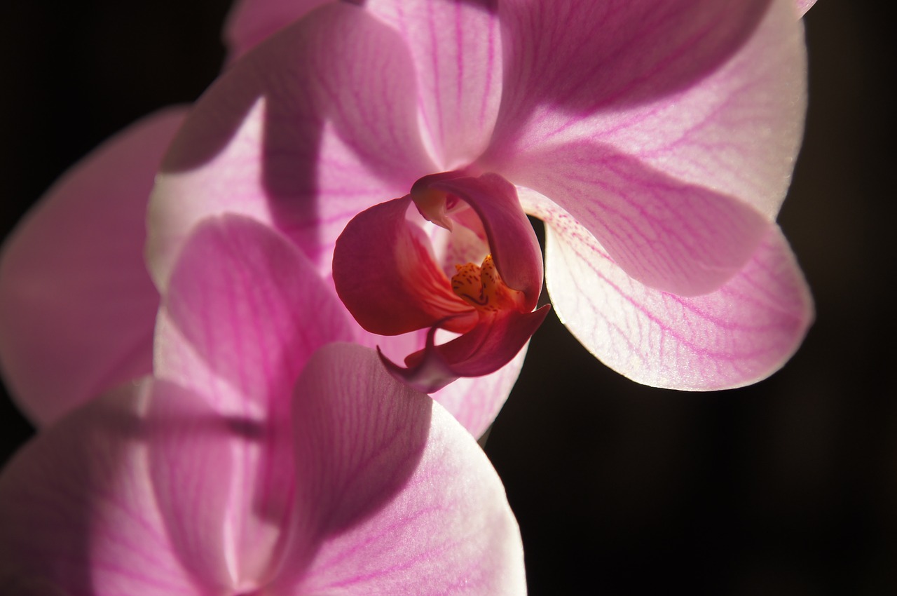 Orchidėja, Gėlė, Violetinė, Nemokamos Nuotraukos,  Nemokama Licenzija