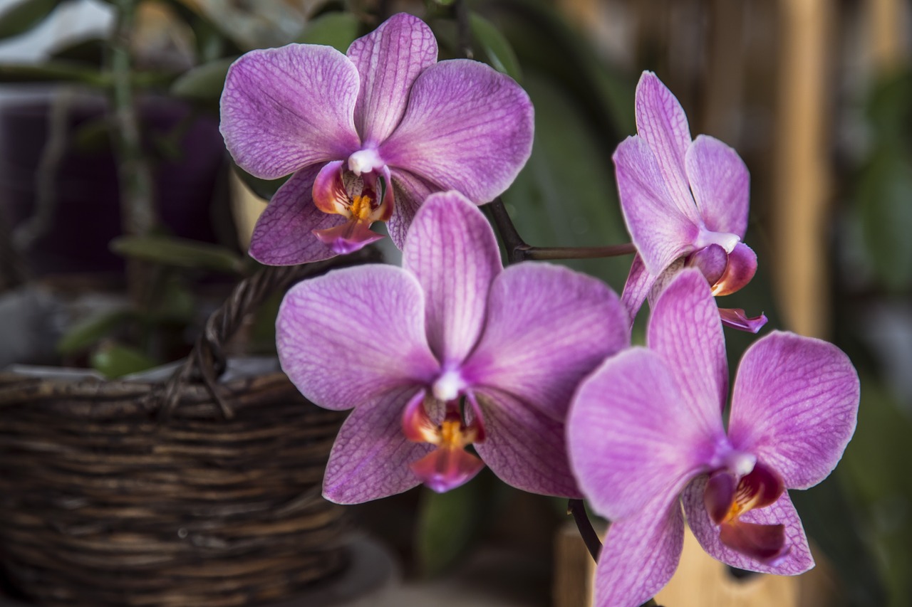 Orchidėja, Gėlė, Puodą, Violetinė, Nemokamos Nuotraukos,  Nemokama Licenzija