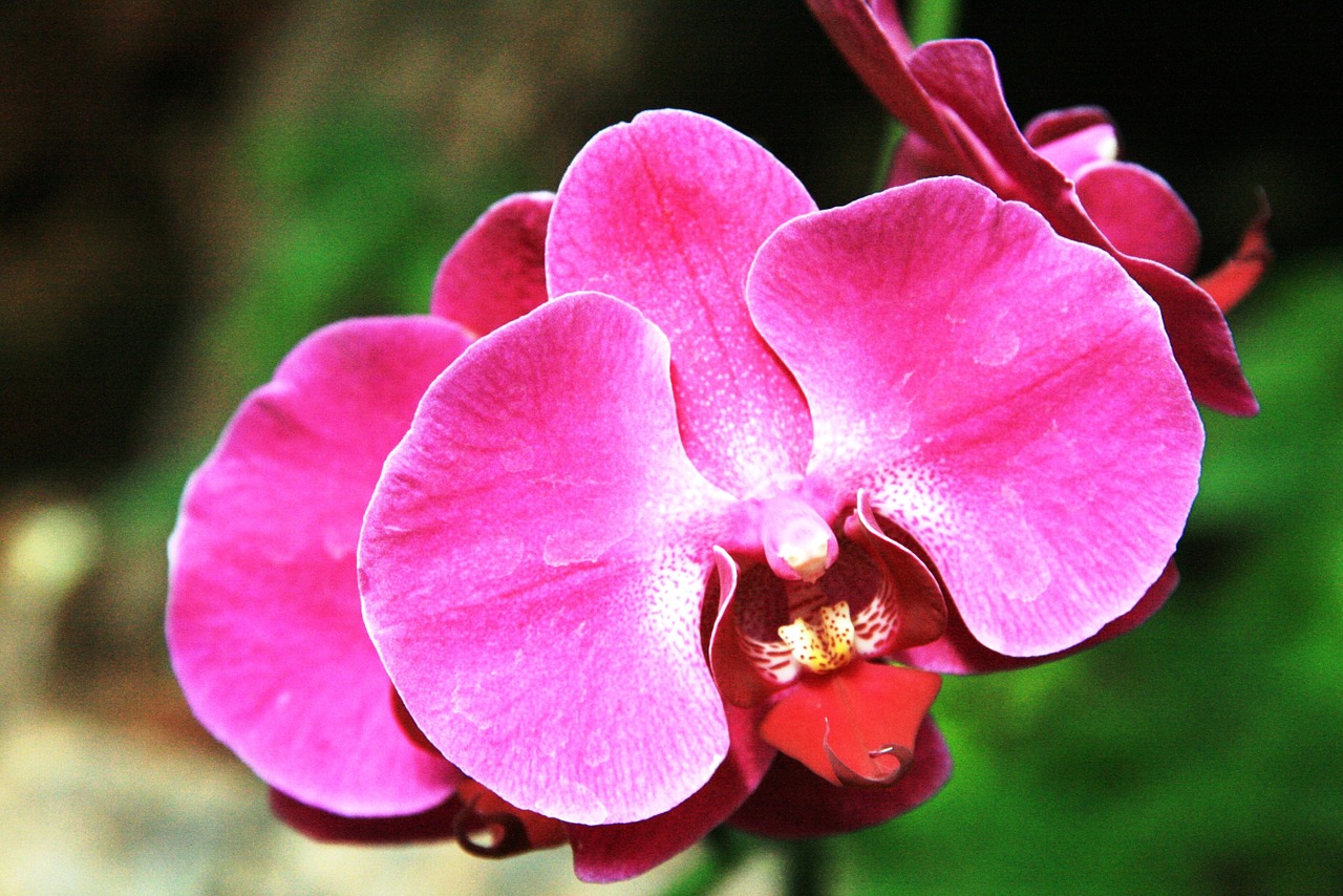 Orchidėja, Gėlė, Gamta, Nemokamos Nuotraukos,  Nemokama Licenzija