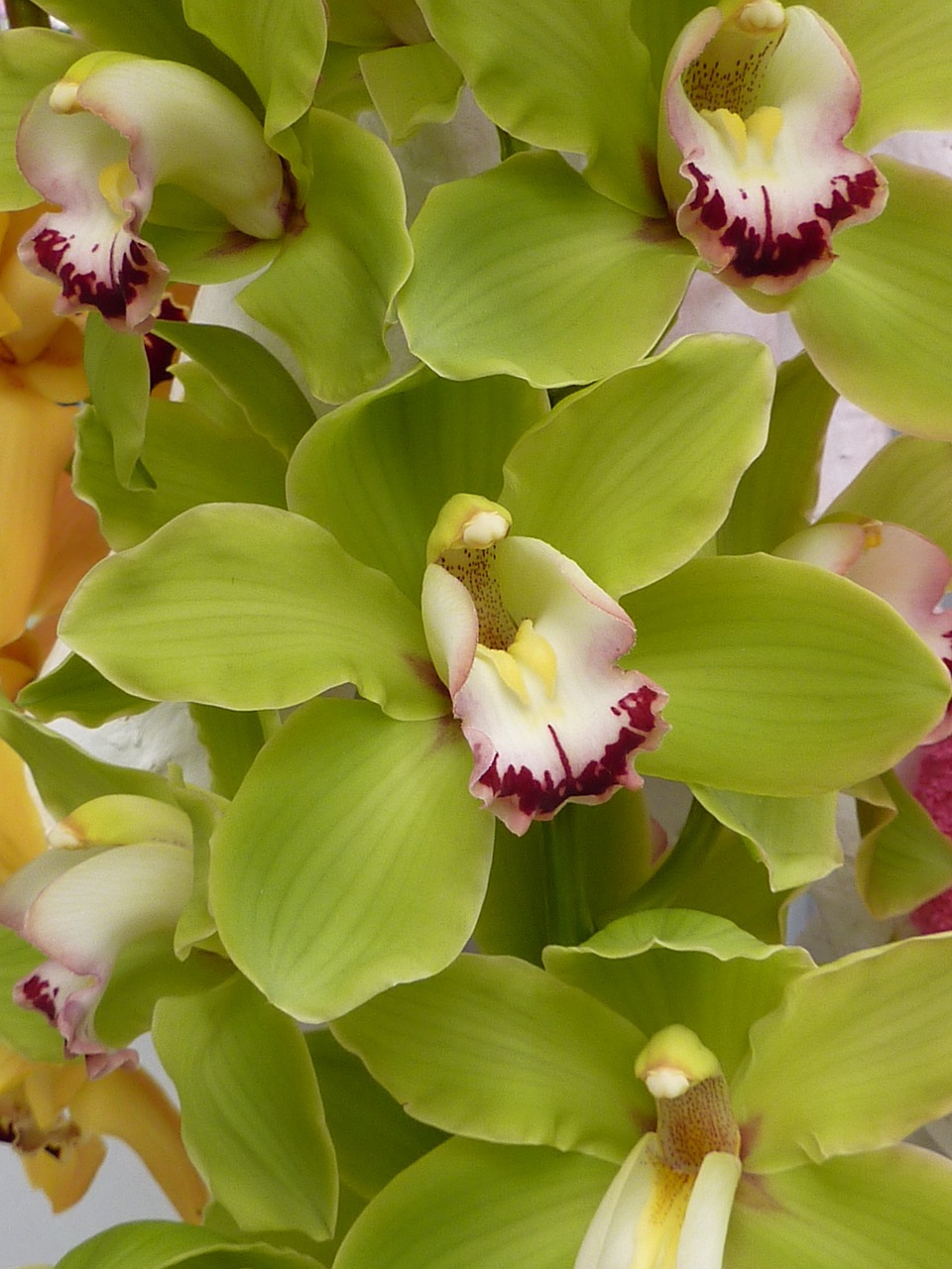 Orchidėja,  Žalias,  Gėlė,  Gražus,  Augalas,  Žiedas,  Žydėti,  Atogrąžų,  Keukenhof,  Holland