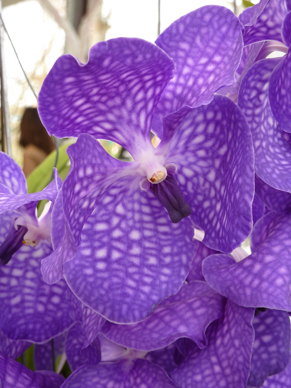 Orchidėja,  Violetinė,  Gėlė,  Gražus,  Augalas,  Žiedas,  Žydėti,  Atogrąžų,  Keukenhof,  Holland