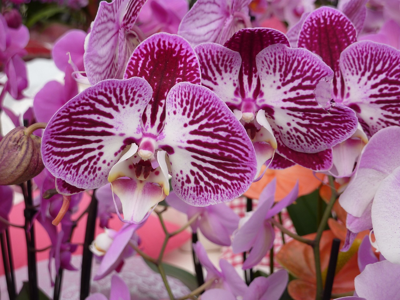 Orchidėja,  Violetinė,  Balta,  Gėlė,  Gražus,  Augalas,  Žiedas,  Žydėti,  Atogrąžų,  Keukenhof