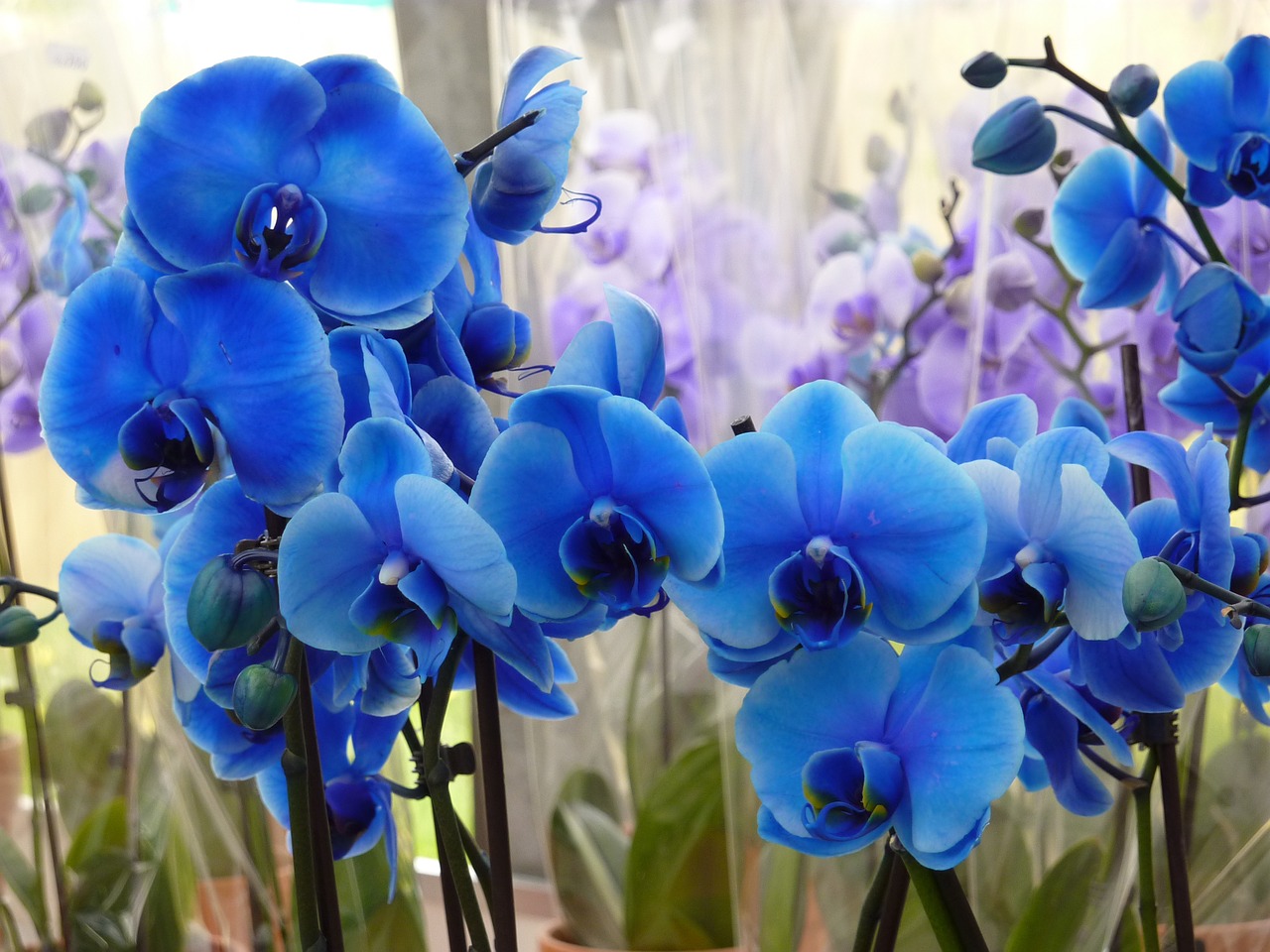 Orchidėja,  Mėlynas,  Gėlė,  Gražus,  Augalas,  Žiedas,  Žydėti,  Atogrąžų,  Keukenhof,  Holland