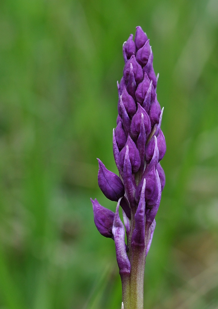 Orchidėja, Gėlė, Augalas, Žiedas, Žydėti, Uždaryta, Uždaros Gėlės, Aštraus Gėlė, Uždaryti, Nemokamos Nuotraukos