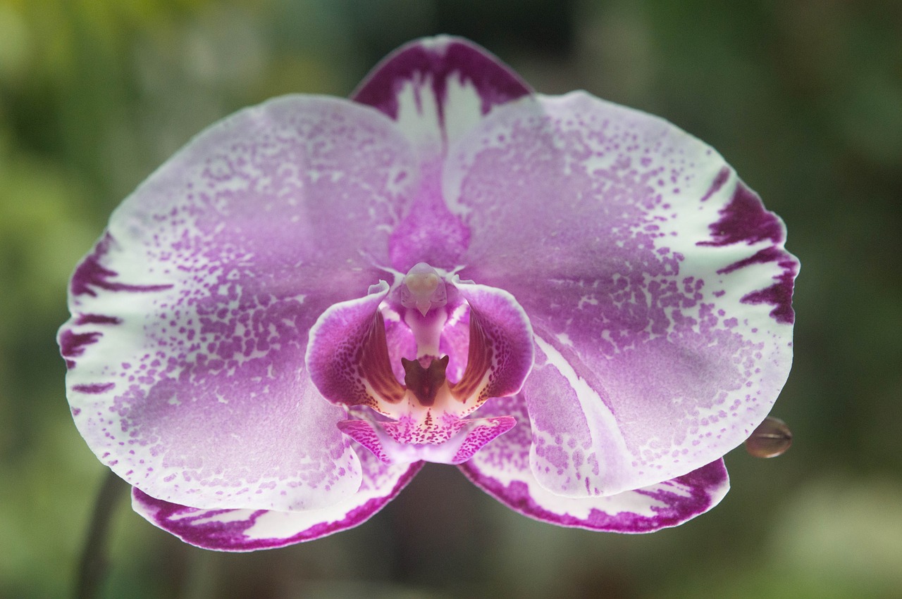 Orchidėja, Gėlė, Violetinė, Makro, Jardin Des Plantes, Nemokamos Nuotraukos,  Nemokama Licenzija