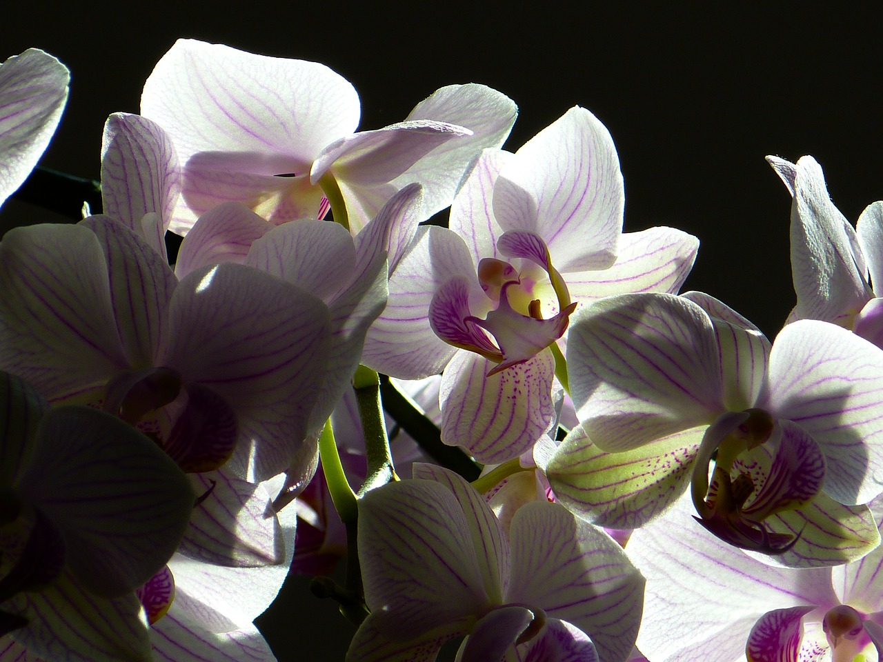 Orchidėja, Drugelis Orchidėja, Phalaenopsis, Rožinis, Gėlė, Atogrąžų, Nemokamos Nuotraukos,  Nemokama Licenzija