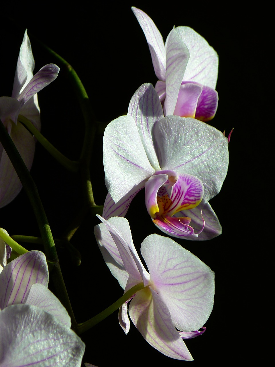 Orchidėja, Drugelis Orchidėja, Phalaenopsis, Rožinis, Gėlė, Atogrąžų, Nemokamos Nuotraukos,  Nemokama Licenzija