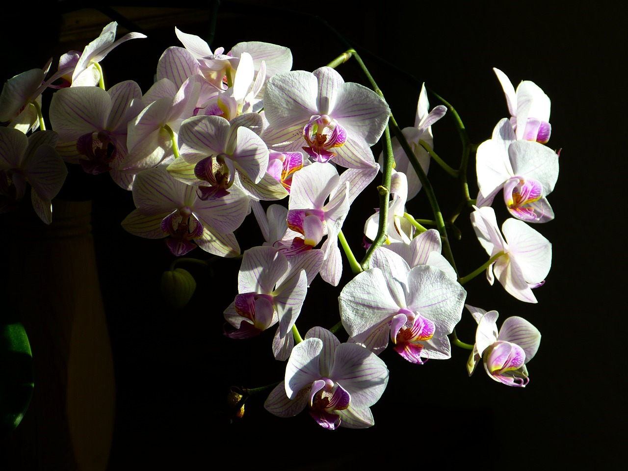 Orchidėja, Drugelis Orchidėja, Phalaenopsis, Rožinis, Gėlė, Atogrąžų, Nemokamos Nuotraukos,  Nemokama Licenzija