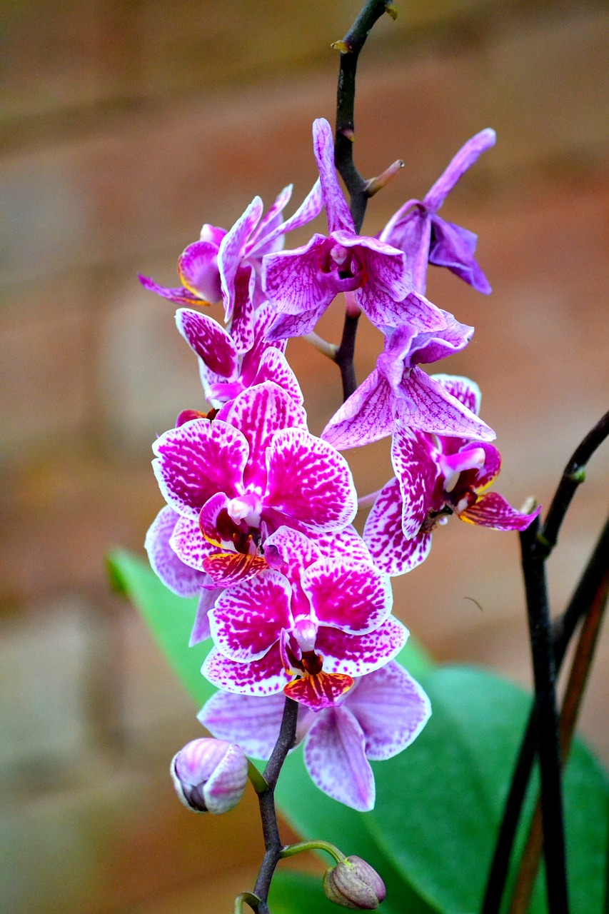 Orchidėja, Gėlė, Žiedas, Žydėti, Violetinė, Augalas, Phalaenopsis Orchidėja, Phalaenopsis, Flora, Balta Violetinė