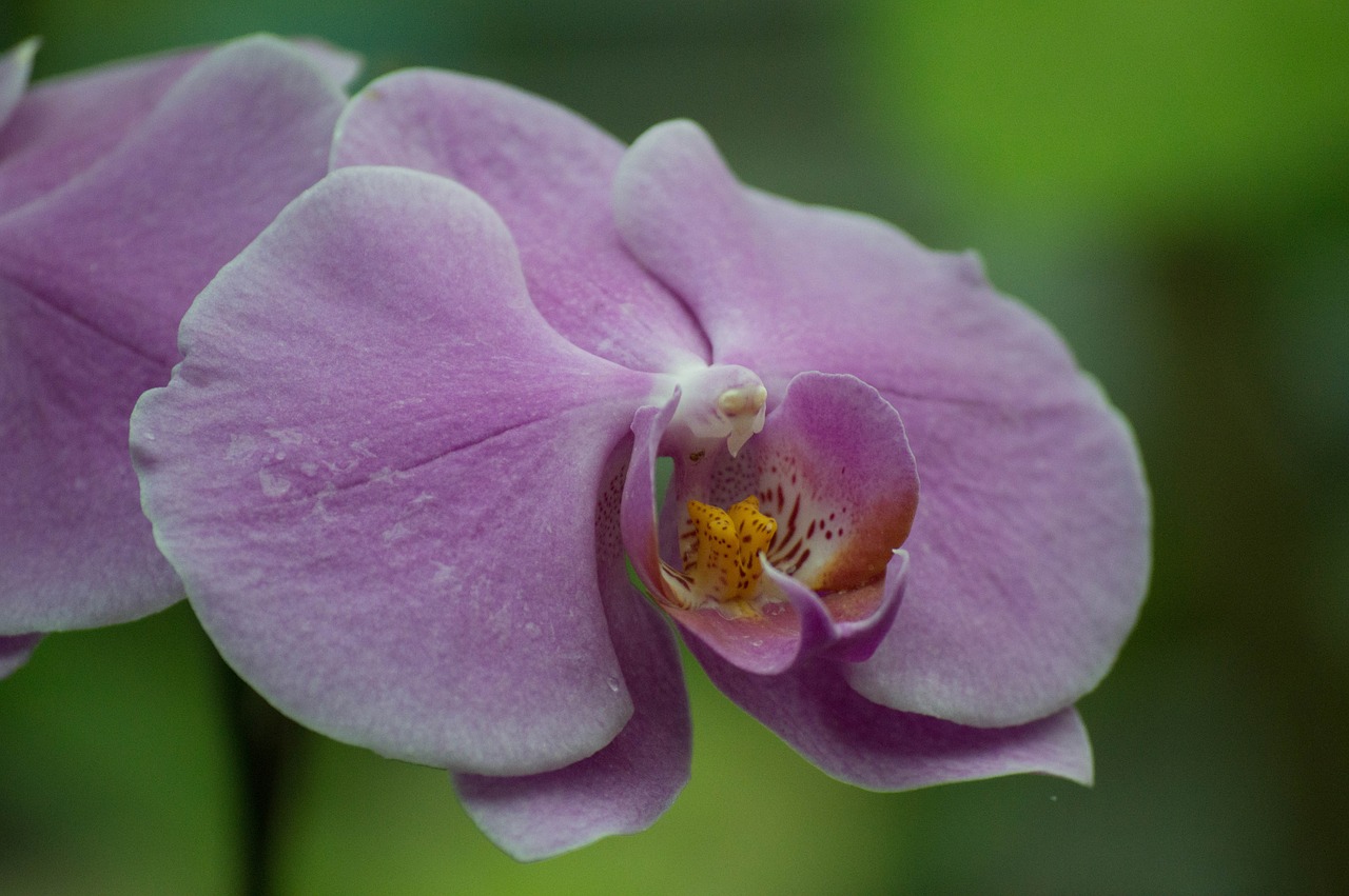 Orchidėja, Violetinė, Makro, Jardin Des Plantes, Nemokamos Nuotraukos,  Nemokama Licenzija