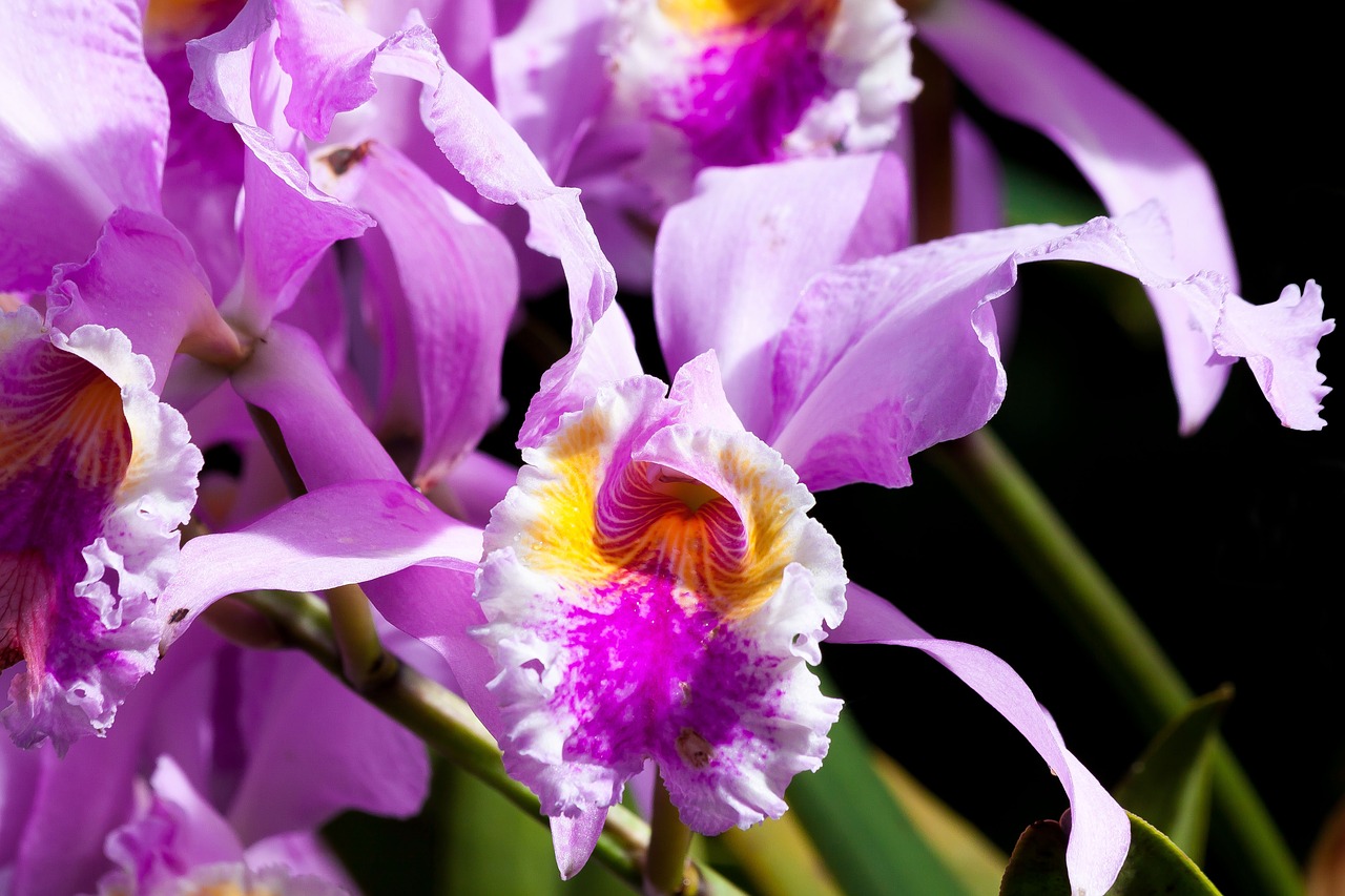 Orchidėja, Rožinis, Violetinė, Violetinė, Geltona, Oranžinė, Gėlė, Žiedas, Žydėti, Makro