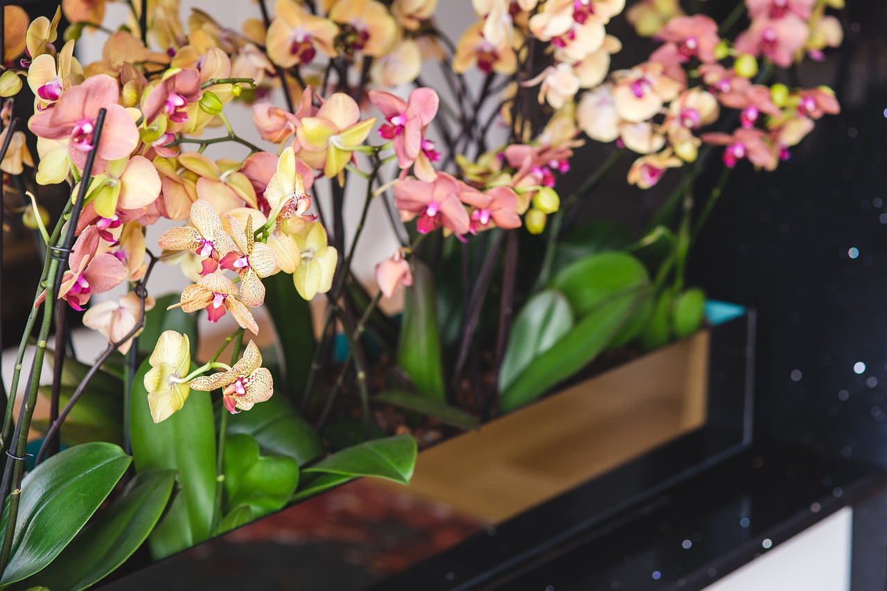 Orchidėja, Gėlės, Geltona, Rožinis, Nemokamos Nuotraukos,  Nemokama Licenzija