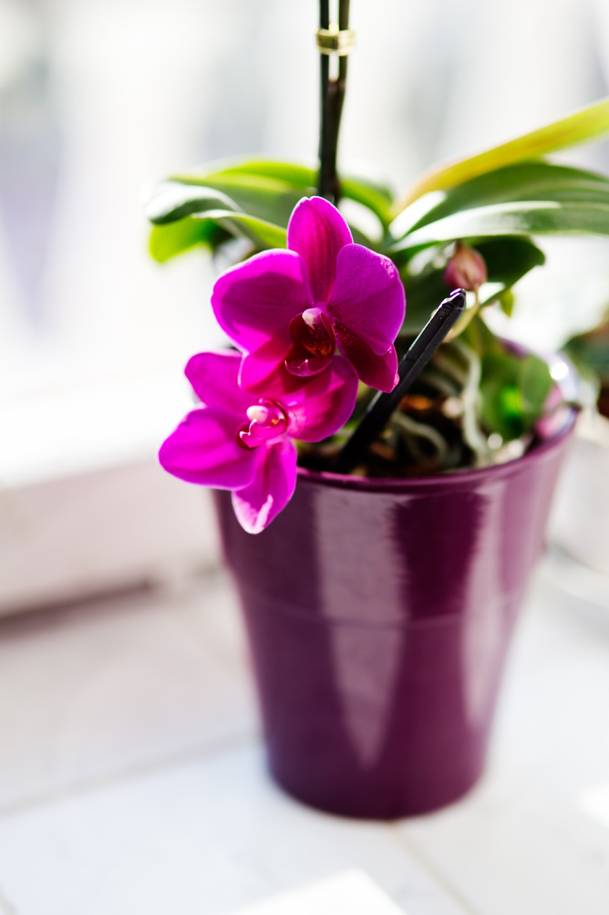Orchidėja, Gėlė, Kambariniai Augalai, Rožinis, Nemokamos Nuotraukos,  Nemokama Licenzija