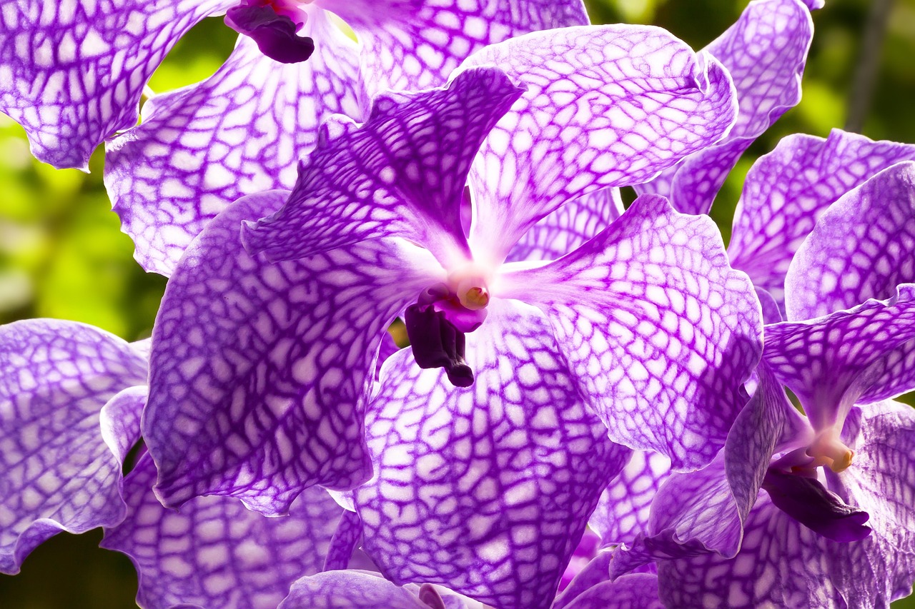 Orchidėja, Violetinė, Violetinė, Balta, Gėlė, Žiedas, Žydėti, Makro, Flora, Gamta