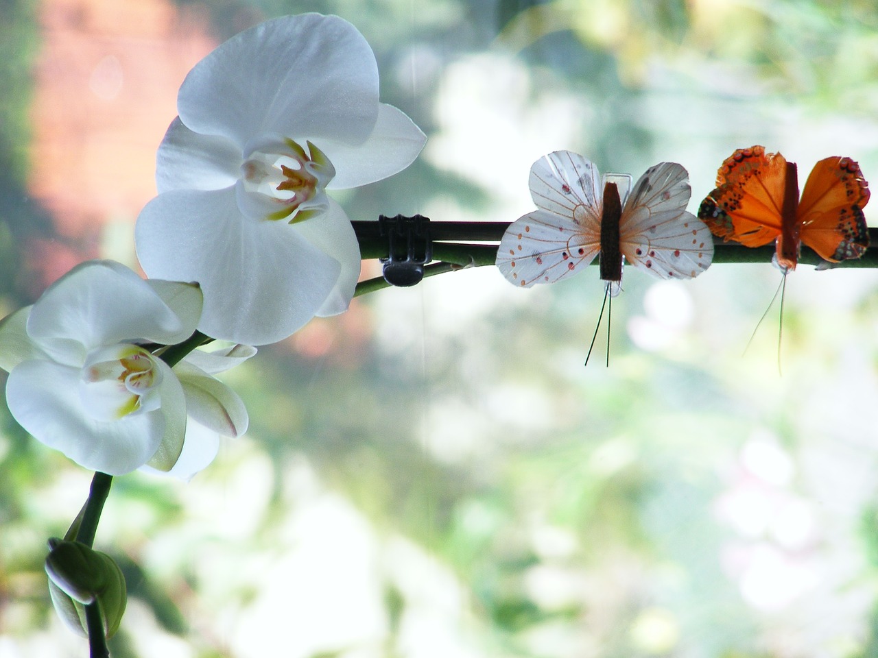 Orchidėja, Gėlės, Drugelis, Orchisa, Rytietiška Gėlė, Augalas, Gėlių Žiedlapiai, Švelnus, Gamta, Balta Gėlė