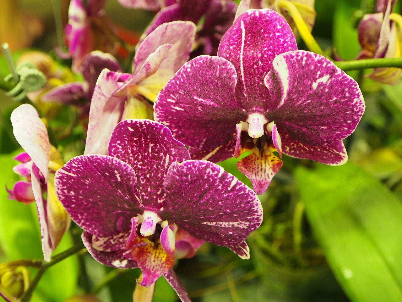 Orchidėja,  Drugelis Falklando Salose,  Violetinė,  Vieta, Nemokamos Nuotraukos,  Nemokama Licenzija