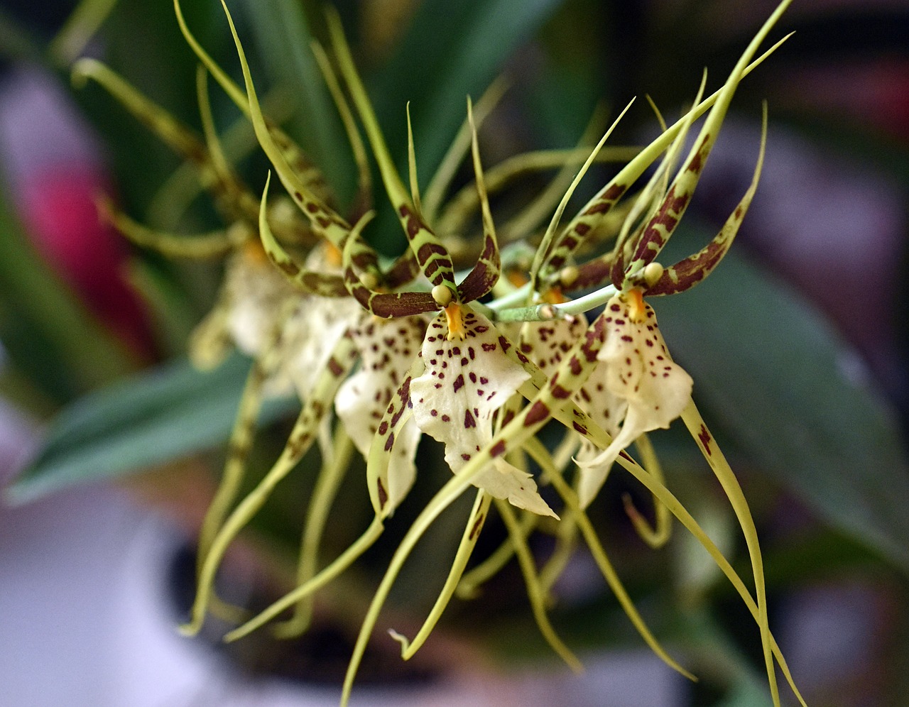 Orchidėja,  Gėlė,  Brassia,  Augalas,  Sodas, Nemokamos Nuotraukos,  Nemokama Licenzija