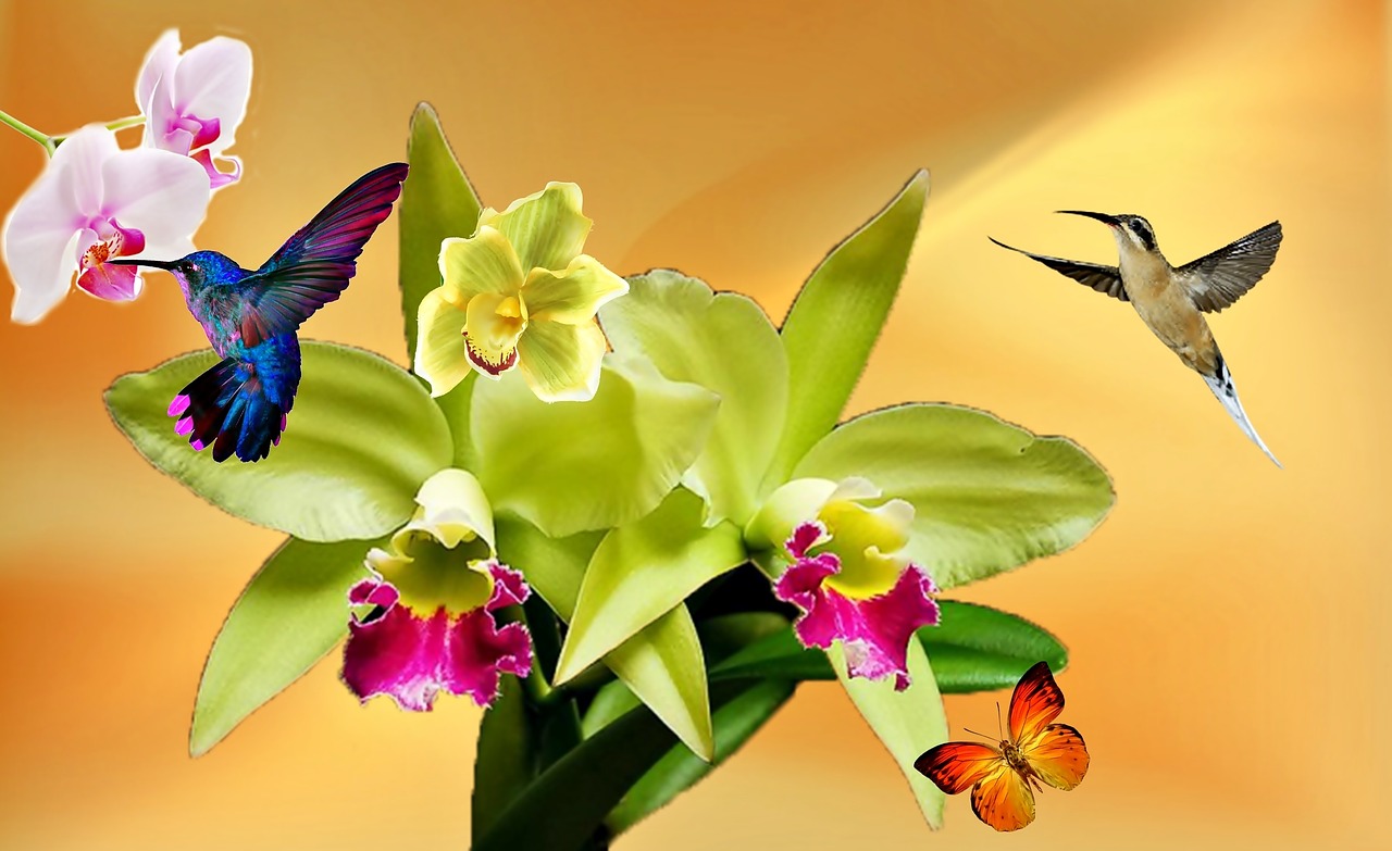 Orchidėja,  Balta Orchidėja,  Geltona,  Gamta,  Sodas,  Gėlės,  Pavasaris,  Augalas,  Drugelis,  Violetinė Orchidėja