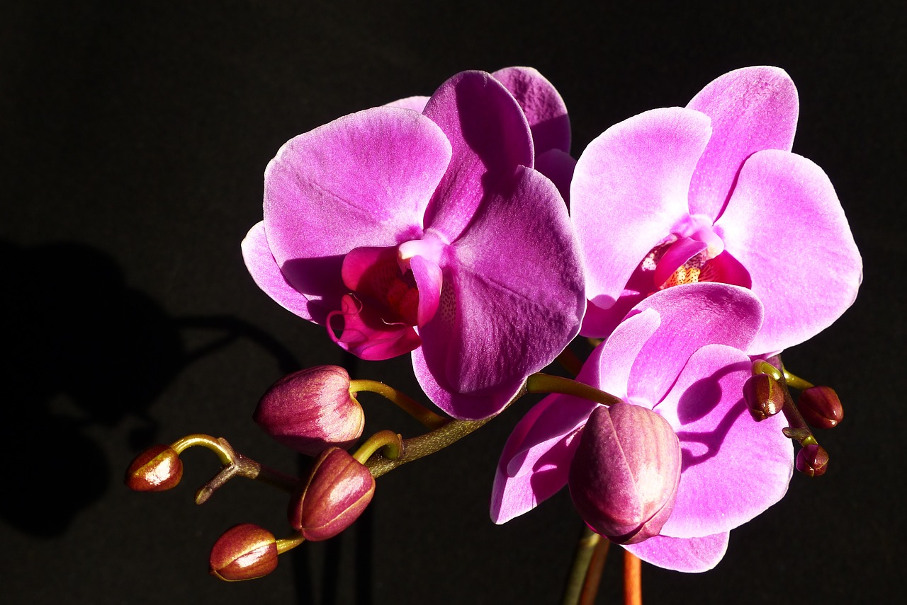 Orchidėja, Gėlė, Uždaryti, Rožinis, Nemokamos Nuotraukos,  Nemokama Licenzija