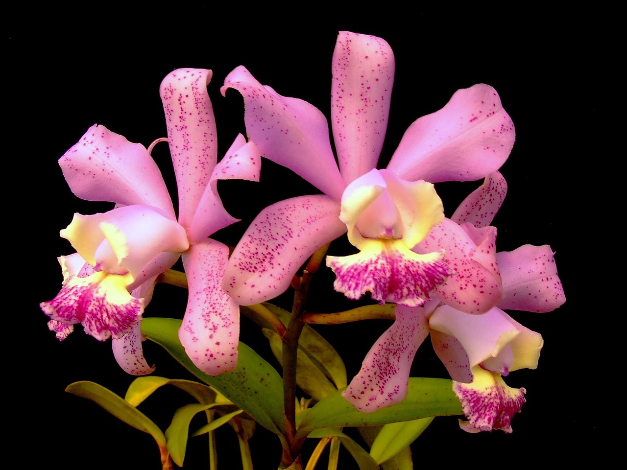 Orchidėja, Augalas, Gėlė, Nemokamos Nuotraukos,  Nemokama Licenzija