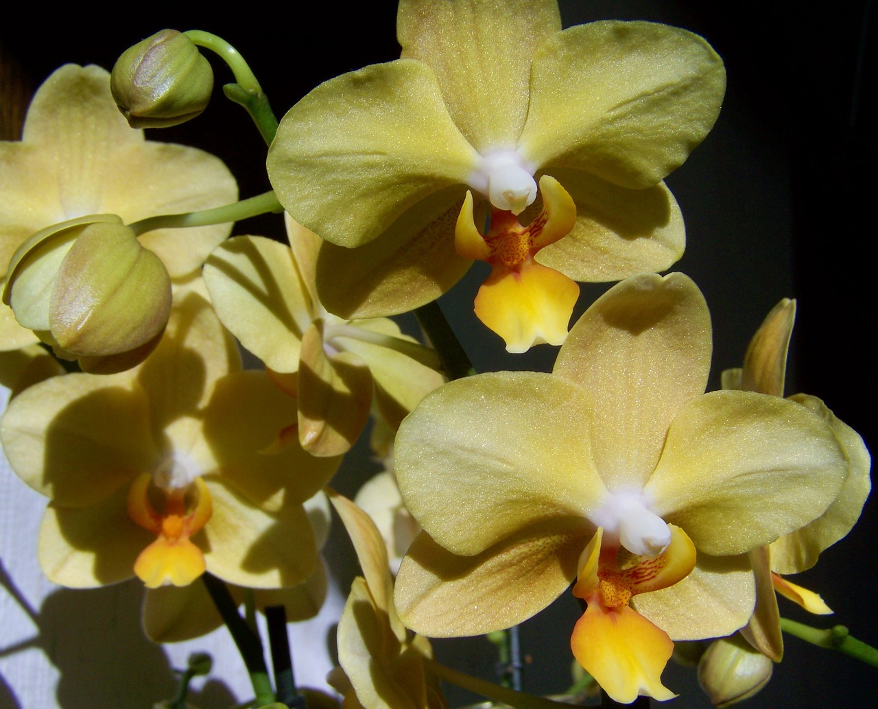 Orchidėja, Šviesiai Geltona Gėlė, Kambario Augalas, Nemokamos Nuotraukos,  Nemokama Licenzija