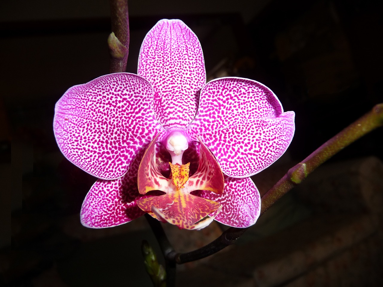 Orchidėja,  Phalaenopsis,  Gėlė,  Violetinė,  Dėmės,  Gyvas, Nemokamos Nuotraukos,  Nemokama Licenzija