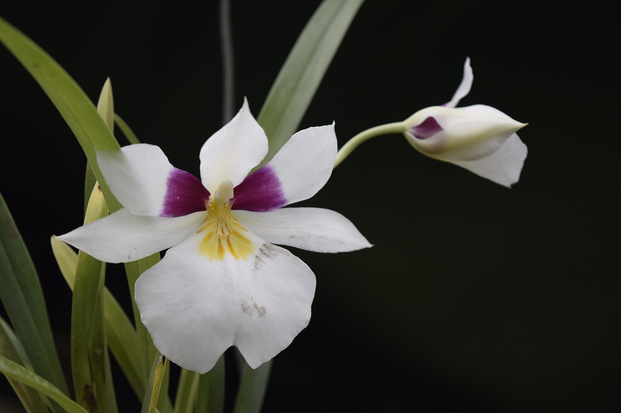 Orchidėja, Gėlė, Gamta, Nikon D5300, Nemokamos Nuotraukos,  Nemokama Licenzija