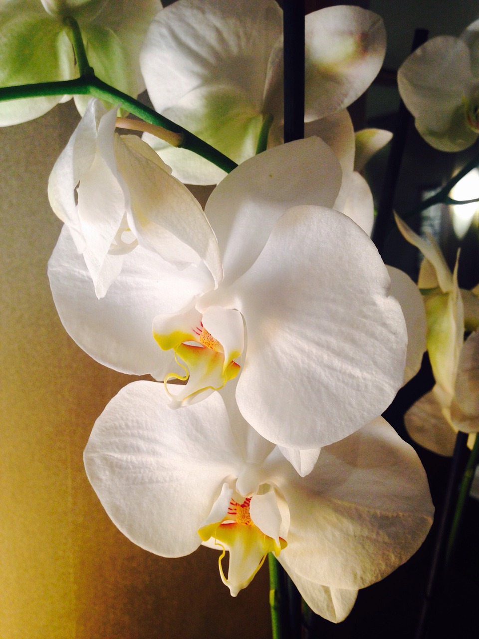 Orchidėja, Gėlė, Balta, Pavasaris, Kvepalai, Aromatas, Kvepalai, Veikliosios Medžiagos, Kosmetika, Spa