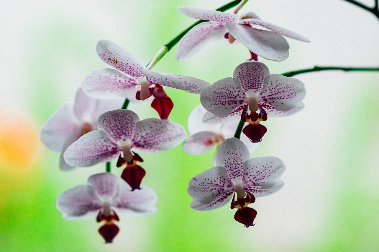 Orchidėja, Rožinis, Gėlė, Gamta, Augalas, Žiedlapis, Balta, Žiedas, Atogrąžų, Violetinė