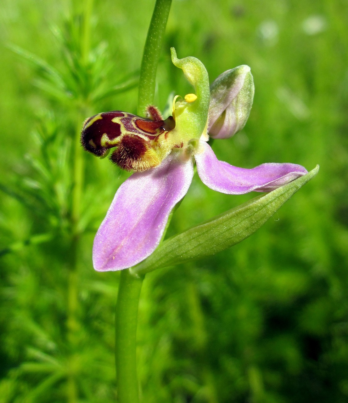 Orchidėja, Bičių Orchidėja, Gėlė, Laukiniai, Gamta, Augalas, Flora, Ophrys, Apifera, Rožinis