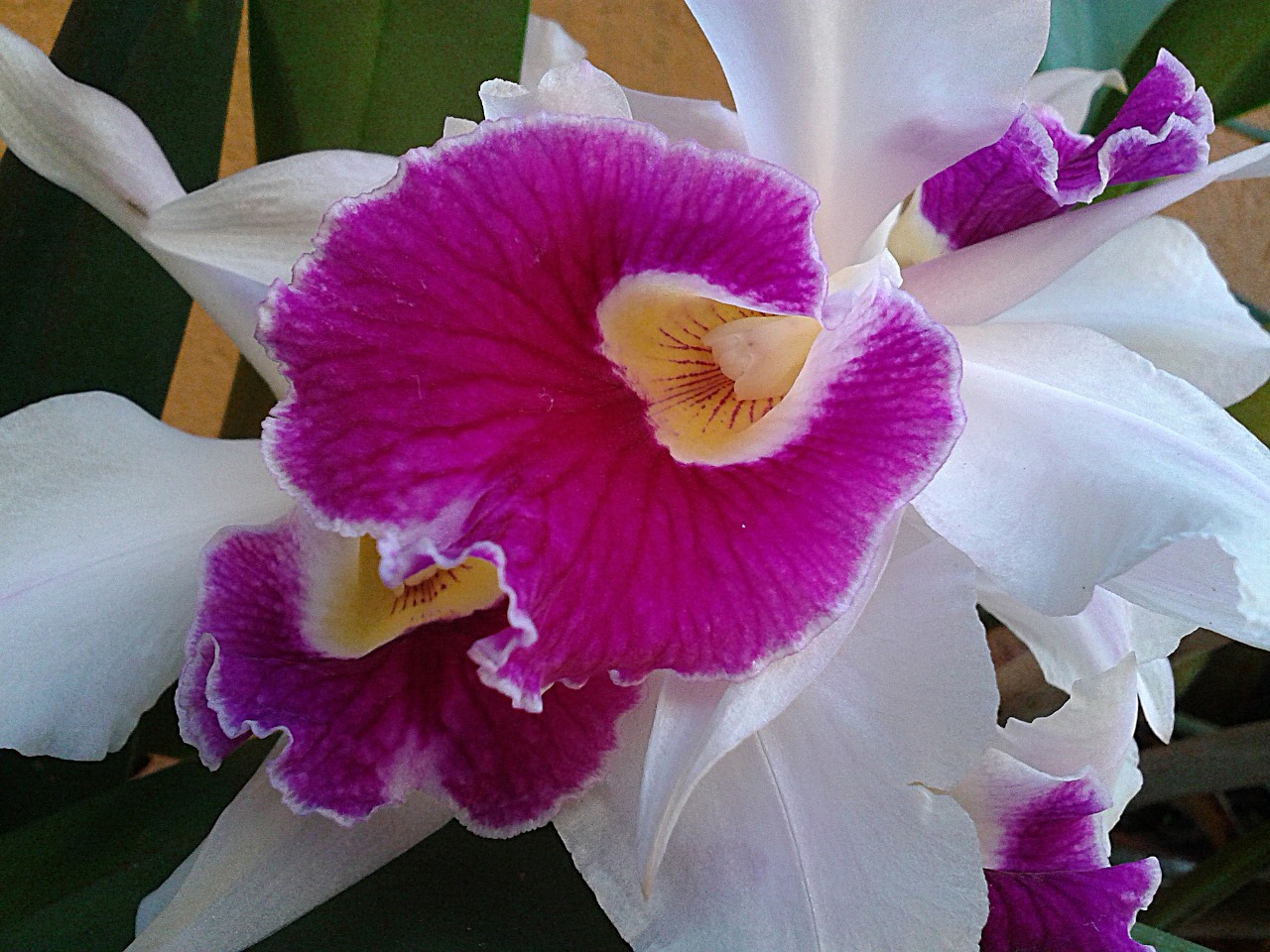 Orchidėja, Gėlė, Gamta, Augalas, Nemokamos Nuotraukos,  Nemokama Licenzija