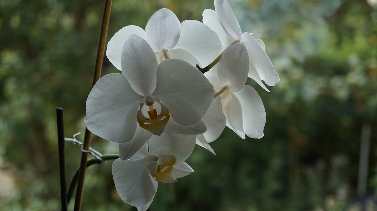 Orchidėja, Gėlė, Žiedas, Žydėti, Laukinė Orchidėja, Augalas, Balta, Nemokamos Nuotraukos,  Nemokama Licenzija