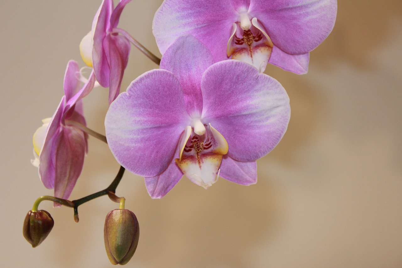 Orchidėja, Gėlė, Gėlės, Nemokamos Nuotraukos,  Nemokama Licenzija