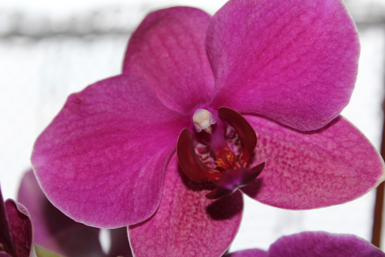 Orchidėja, Gėlė, Žiedas, Žydėti, Uždaryti, Purpurinė Gėlė, Nemokamos Nuotraukos,  Nemokama Licenzija