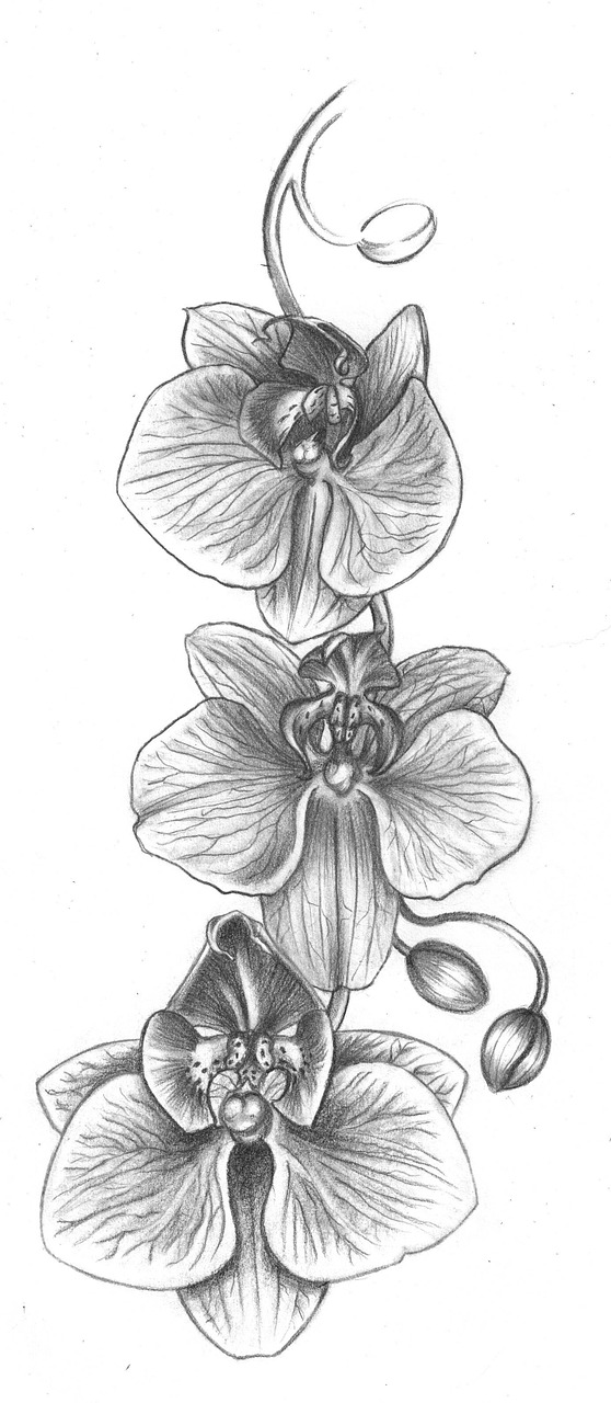 Orchidėja, Gėlė, Piešimas, Tatuiruotės Idėja, Vynmedis, Nemokamos Nuotraukos,  Nemokama Licenzija