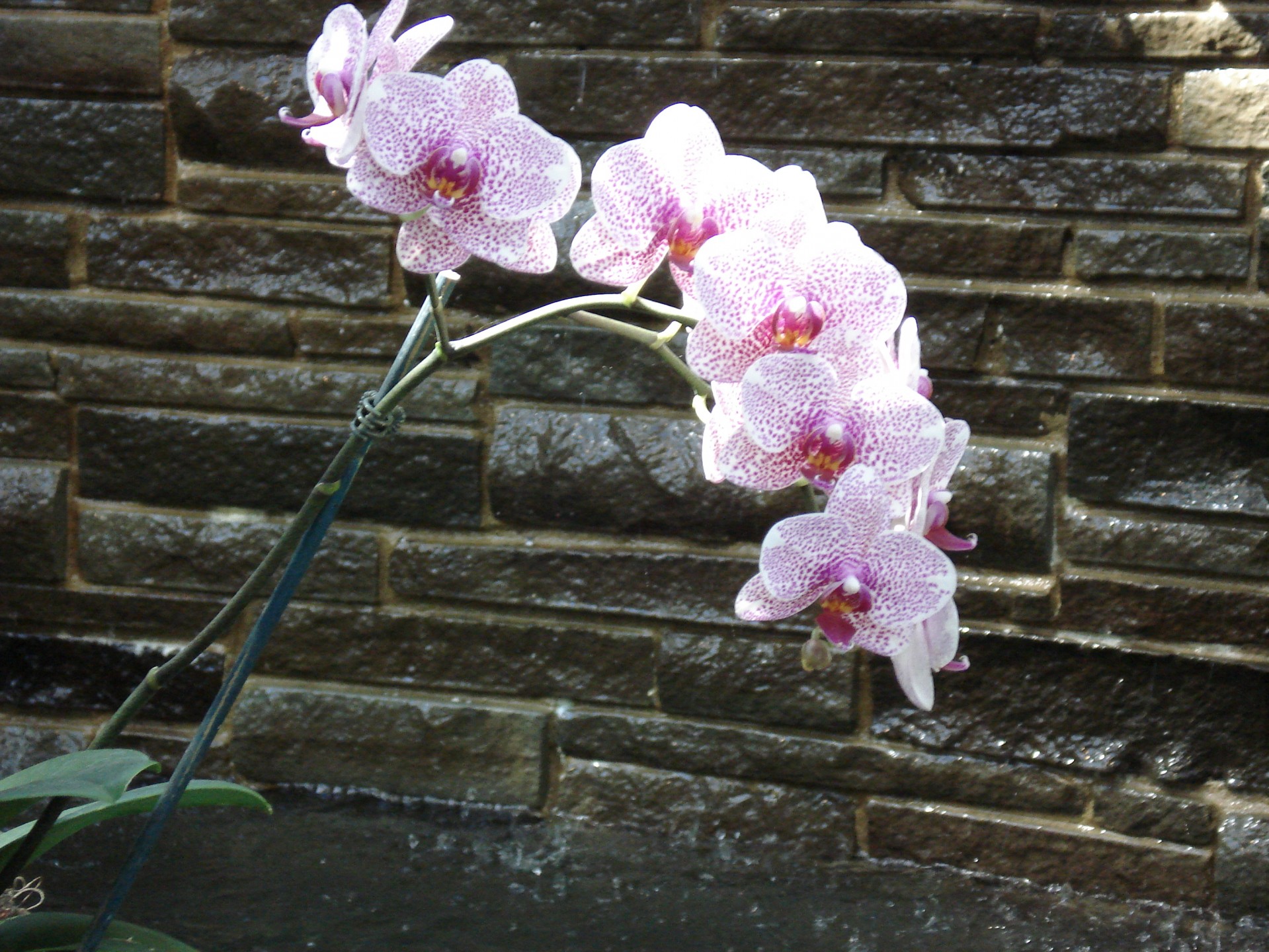 Orchidėja,  Orchidėjos,  Orchidėja & Amp,  Siena, Nemokamos Nuotraukos,  Nemokama Licenzija