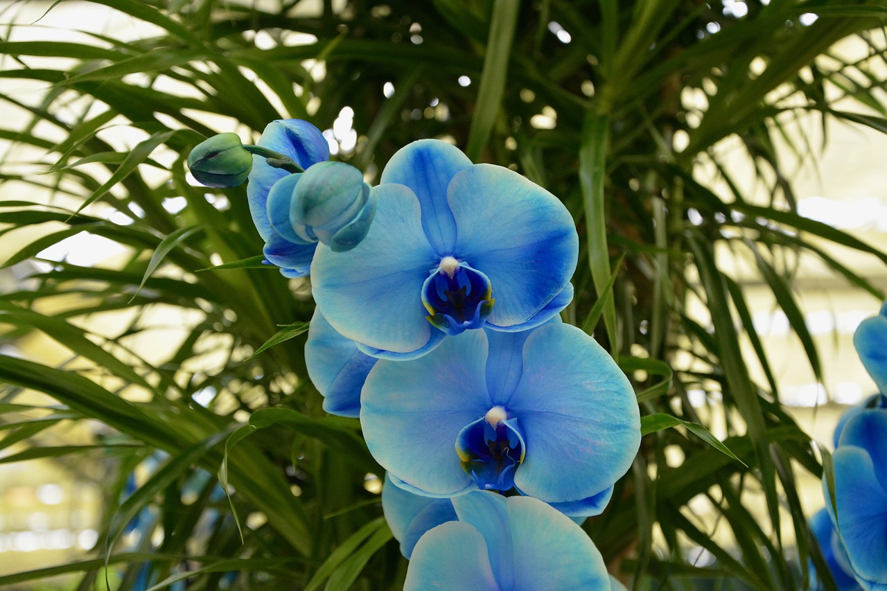 Orchidinis Mėlynas, Gėlės, Augalai Siūlo, Augalai, Žydėjimas, Orchidėja, Nemokamos Nuotraukos,  Nemokama Licenzija