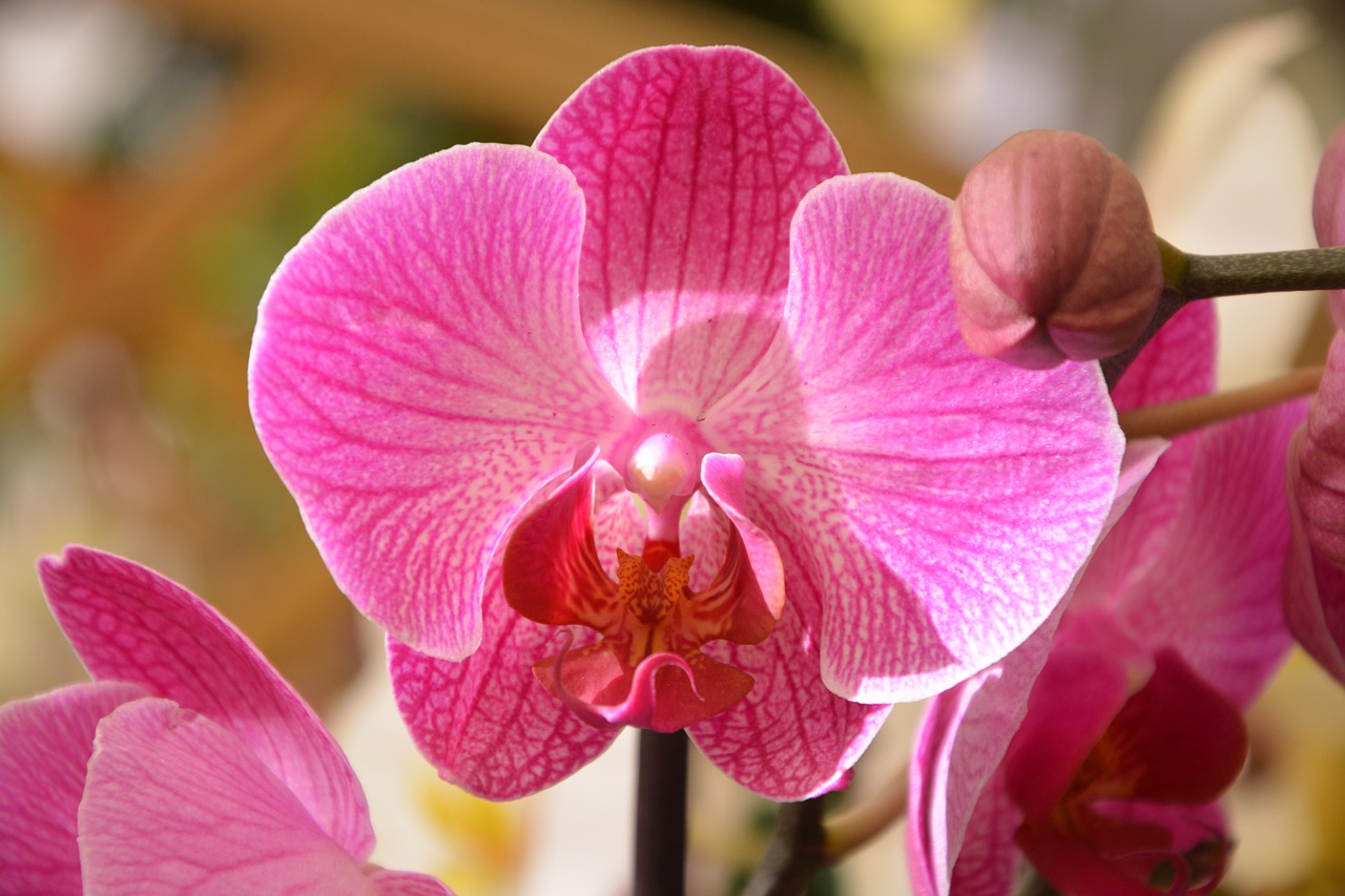 Orchidėja Ryškiai Rausvos Spalvos, Pasiūlymas, Įvykių Augalas, Nemokamos Nuotraukos,  Nemokama Licenzija