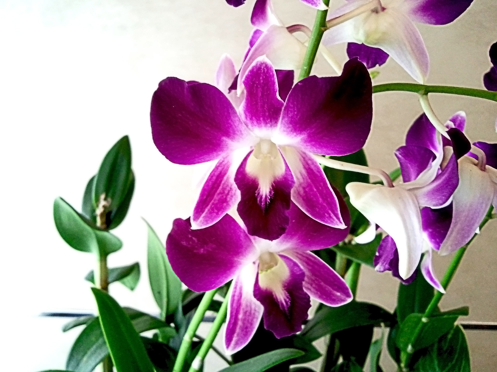 Orchidėja,  Gėlė,  1,  Orchidėjų Gėlė 1, Nemokamos Nuotraukos,  Nemokama Licenzija