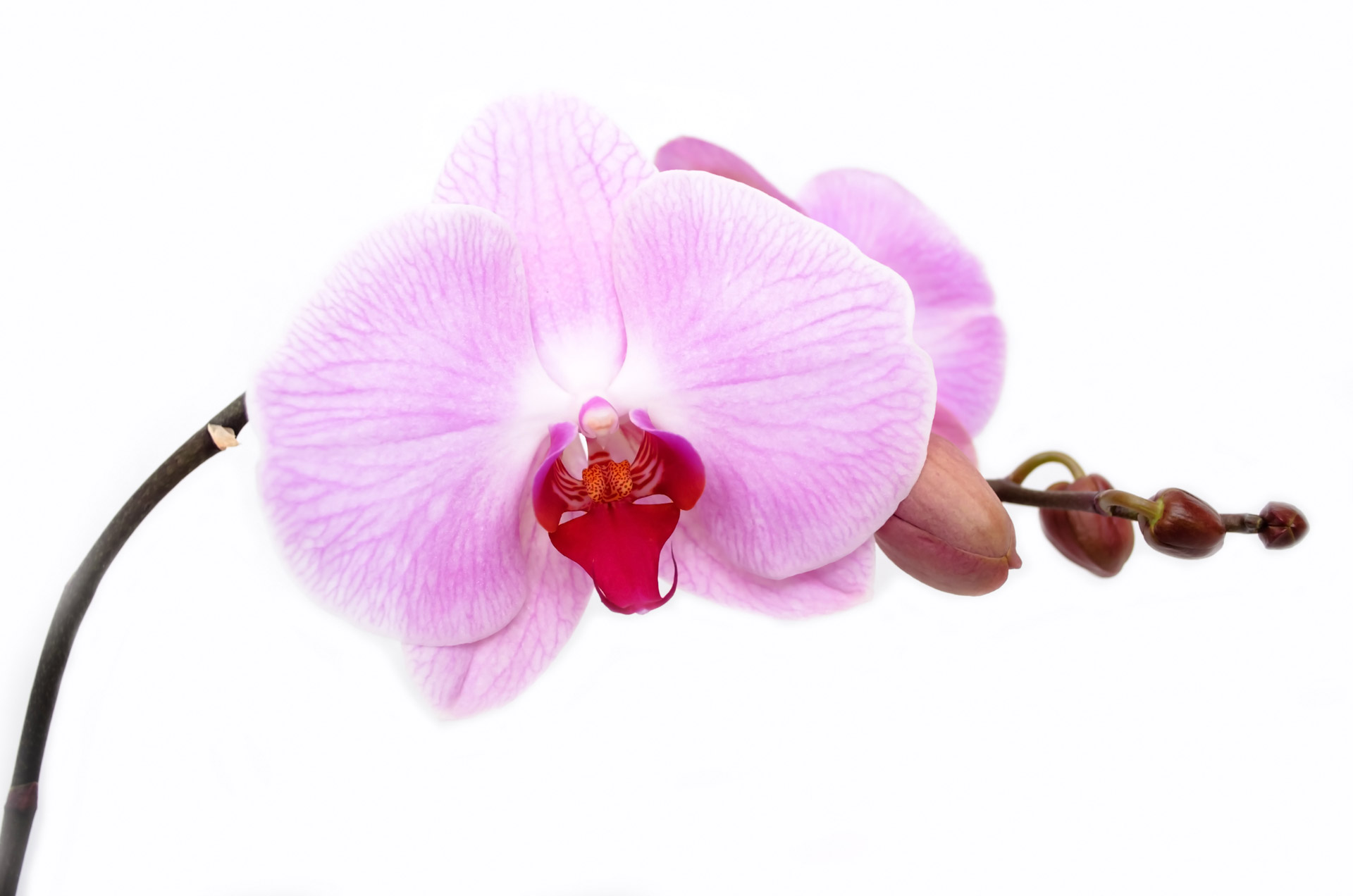 Orchidėja,  Gėlė,  Izoliuotas,  Apdaila,  Budas,  Gyvas,  Atogrąžų,  Balta,  Pavasaris,  Žiedlapis