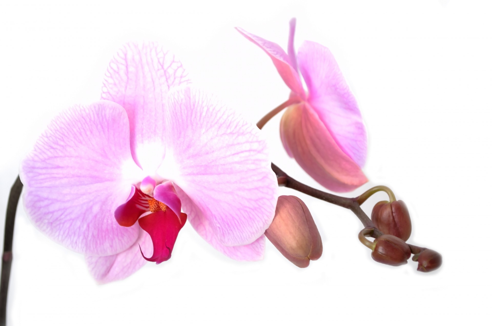 Orchidėja,  Gėlė,  Izoliuotas,  Apdaila,  Budas,  Gyvas,  Atogrąžų,  Balta,  Pavasaris,  Žiedlapis